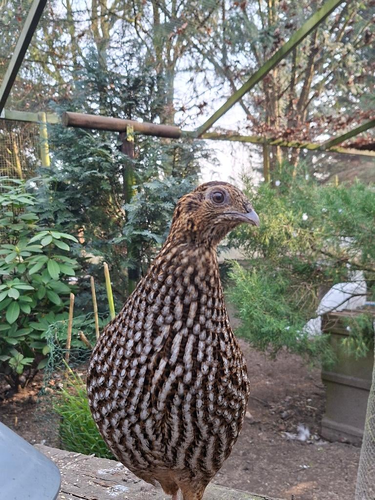 Temminck Tragopaan broedeieren, Dieren en Toebehoren, Geslacht onbekend, Overige soorten