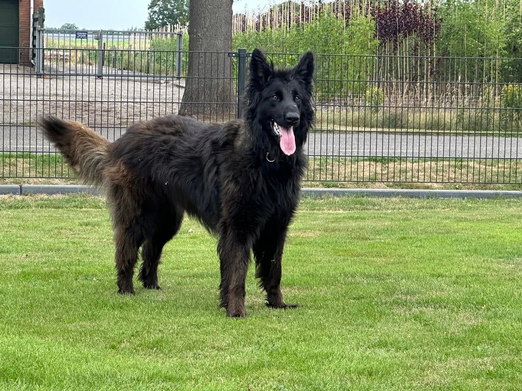 Mechelse  herder geschikt KNPV of IPO, Dieren en Toebehoren, Reu, Parvo, Eén hond, 3 tot 5 jaar