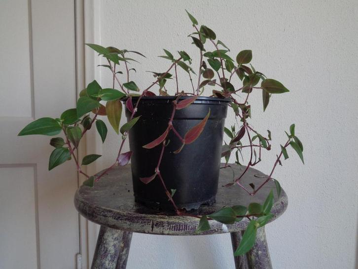 DRAKENKLIMOP PHOTOS SCINDAPSUS EPIPREMNUM, Huis en Inrichting, Kamerplanten, Minder dan 100 cm, Halfschaduw, Ophalen of Verzenden