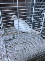 Grote vogelkooi te kopp met wielletjes  evt met duivin, Dieren en Toebehoren, Vogels | Hokken en Kooien, Ophalen, Gebruikt, Metaal