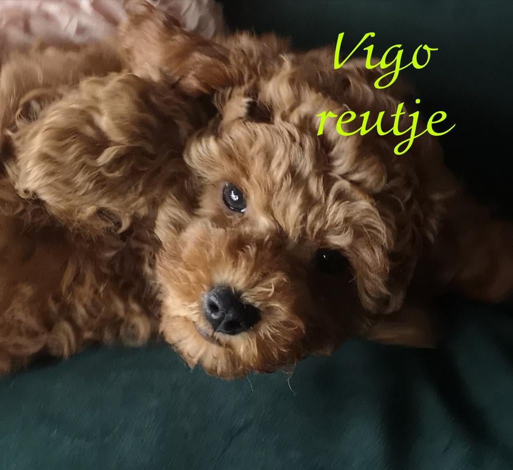 Maltipoo Pups mogen mama verlaten, ze zijn 2x gevaccineerd, Parvo, Overige rassen, 8 tot 15 weken, Meerdere