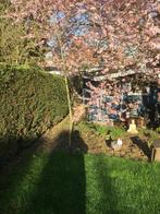 Eikenboom, Ophalen, Volle zon, Overige soorten, 250 tot 400 cm