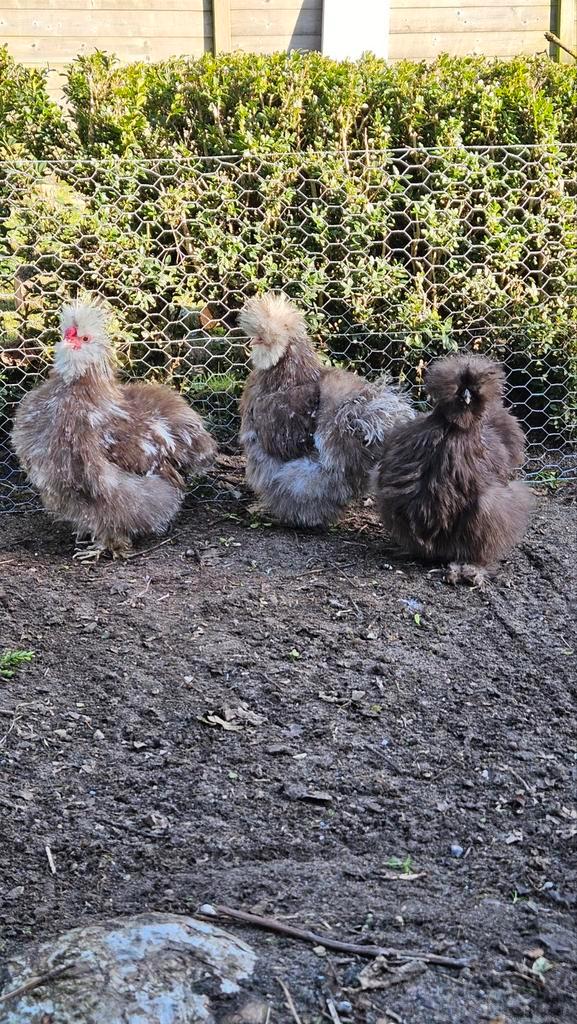 Usa zijdehoen mottled, Dieren en Toebehoren, Pluimvee, Kip, Meerdere dieren
