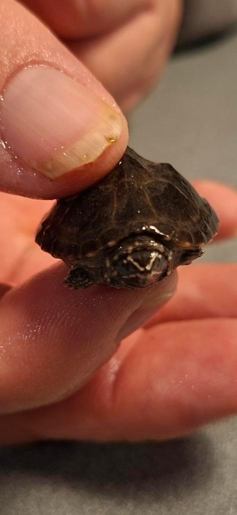 Schildpad,  baby muskusschildpadjes  te koop