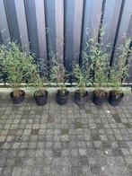 Bamboe Fargesia 6 stuks die niet woekert., Tuin en Terras, Planten | Bomen, Ophalen, Bloeit niet, Halfschaduw, Overige soorten