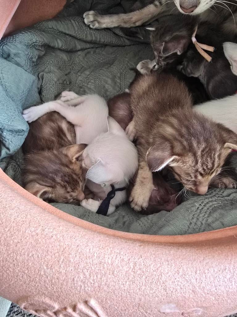 Oosterse Korthaar kittens, Dieren en Toebehoren, Meerdere dieren, Ontwormd