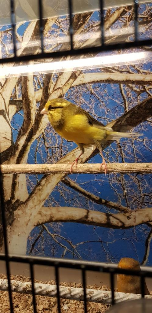 2 Koppel yorkshire kanaries, Dieren en Toebehoren, Vogels | Kanaries, Meerdere dieren, Postuurkanarie