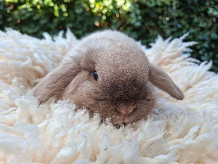 Lief en handtam baby hangoor dwergkonijntje NHD ingeënt, Dieren en Toebehoren, Konijnen, Dwerg, Mannelijk, Hangoor