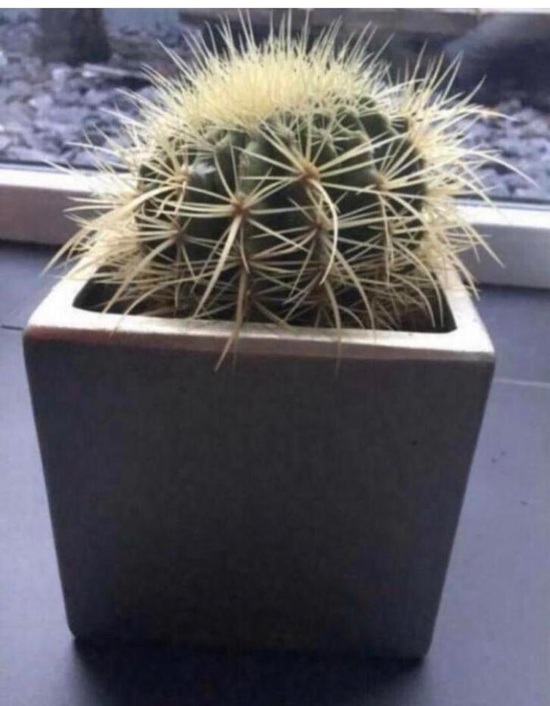 Luxe Vierkante Kubus Bloempot Modern & Vintage Kwaliteit, Binnen, Ophalen of Verzenden, Zo goed als nieuw, Overige vormen