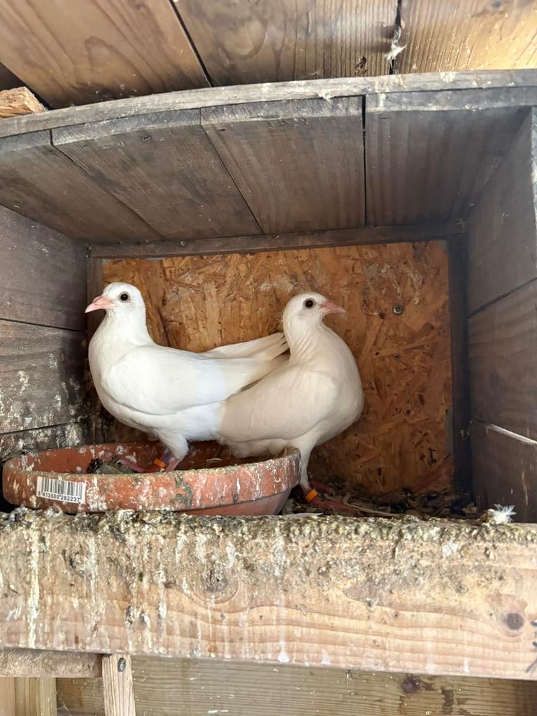 Witte postduiven, Dieren en Toebehoren, Meerdere dieren, Postduif