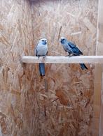 Mooie koppel blauwe rossella, Dieren en Toebehoren, Vogels | Parkieten en Papegaaien, Meerdere dieren, Parkiet