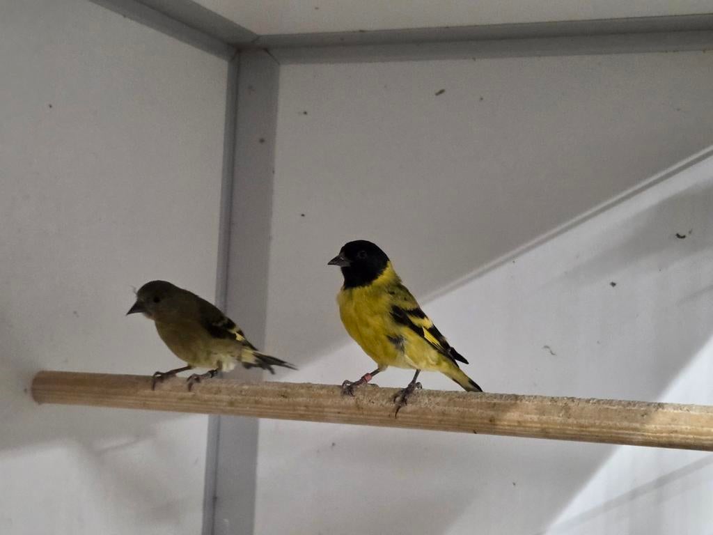 1-1 Zwartkop sijs, Meerdere dieren
