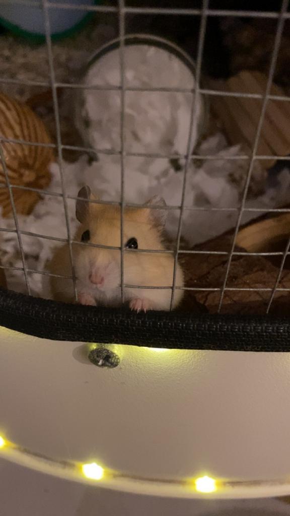 Hamstertje + spullen, Dieren en Toebehoren, Hamster, Juni, Mannelijk, Tam