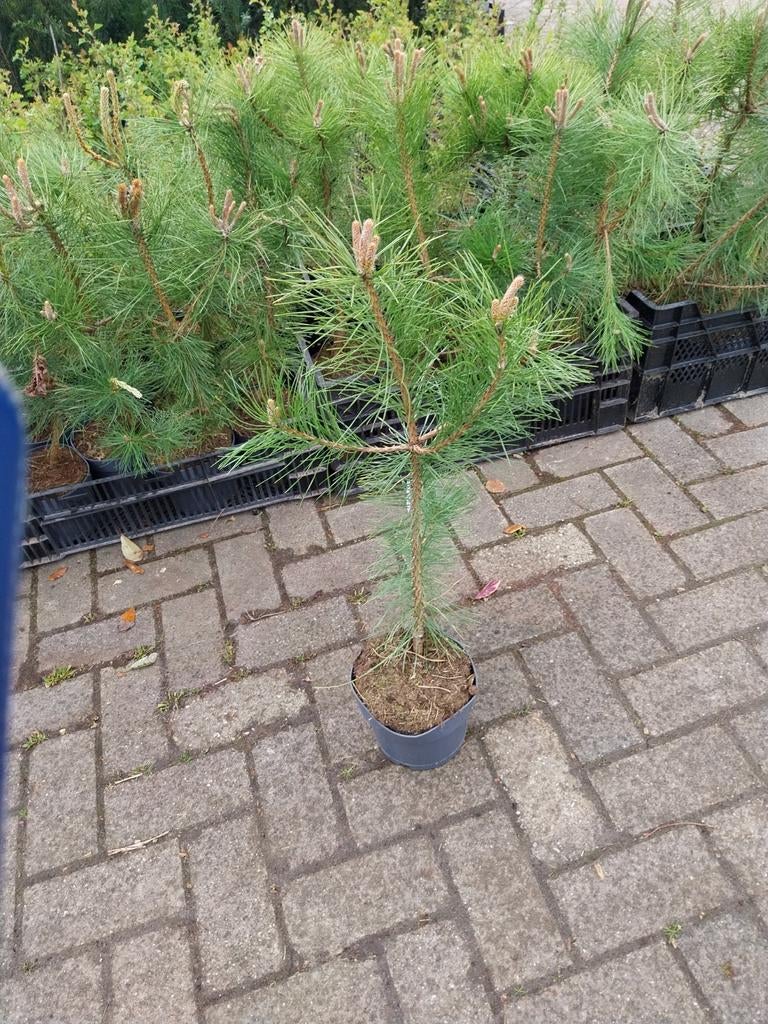 Pinus Nigra Nigra - Oostenrijkse Zwarte Den, Ophalen, Overige soorten, Volle zon