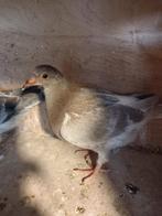 postduiven, Dieren en Toebehoren, Vogels | Duiven, Meerdere dieren, Postduif