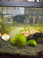 Guppy’s, Dieren en Toebehoren, Vissen | Aquariumvissen, Vis, Zoetwatervis