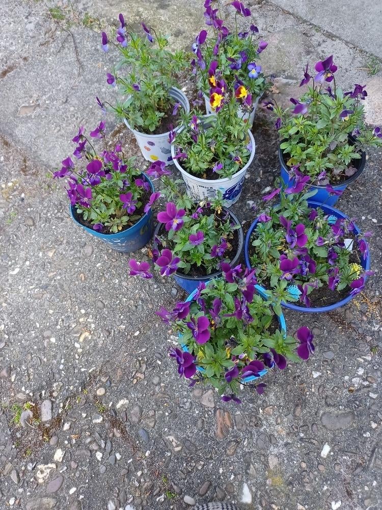Viooltjes, Tuin en Terras, Ophalen, Volle zon