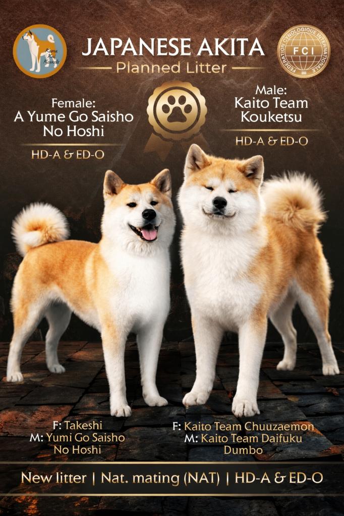 Beautiful Japanese Akita Inu Puppies – FCI Pedigree, 8 tot 15 weken, Buitenland, Meerdere, Meerdere dieren