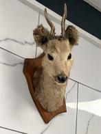 Herten kop, Verzenden, Zo goed als nieuw