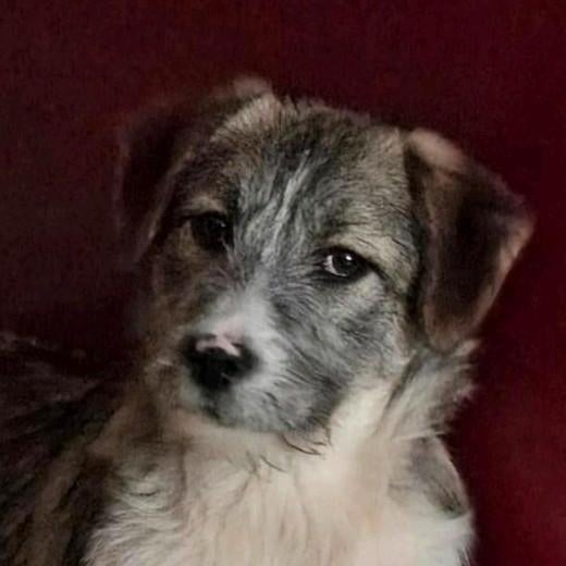 2 pups van 4 maanden zoeken warm huis, Dieren en Toebehoren, Honden | Niet-rashonden, 15 weken tot 1 jaar, Parvo, Meerdere, Meerdere dieren