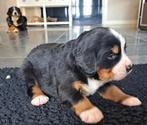 Berner Sennen pups te koop (nog 1 teefje beschikbaar), 8 tot 15 weken, Teef, Meerdere, Nederland