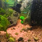 Vier neon kardinaal tetra.s, Vis