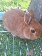 Dwerg konijn ram, Dieren en Toebehoren, Mannelijk, Dwerg, 0 tot 2 jaar