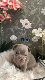 Franse buldog, Dieren en Toebehoren, Honden | Bulldogs, Pinschers en Molossers, België, Fokker | Hobbymatig, 8 tot 15 weken, Parvo
