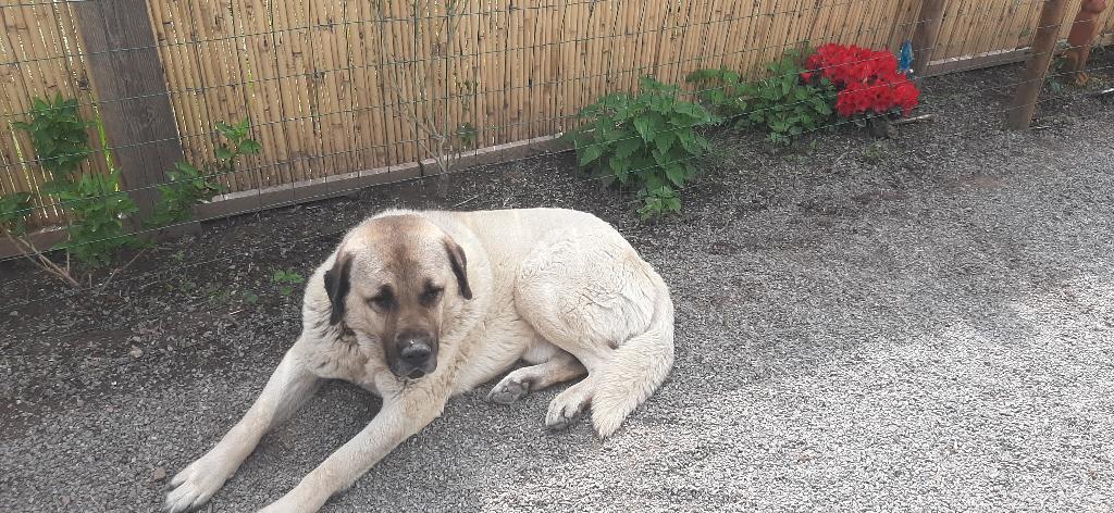 „Gratis: 2 Kangal waakhonden – alleen voor goed thuis”, 6 jaar of ouder, Overige rassen, CDV (hondenziekte), Meerdere