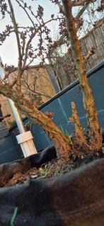 berberis rood bonsai, Tuin en Terras, Ophalen of Verzenden