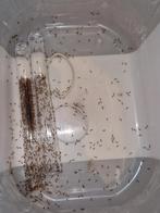Tetramorium semilaeve 1q 1600+w | mieren ants mieren ant, Dieren en Toebehoren, Insecten en Spinnen, Mieren