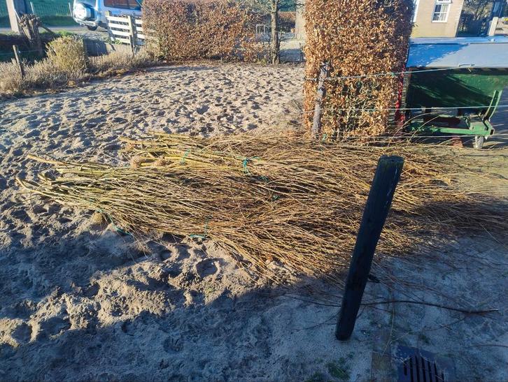 Wilgen takken / gratis, Tuin en Terras, Kweekspullen, Ophalen