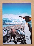 kaart Groeten uit Den Haag – pinguïns, Verzenden, Zo goed als nieuw