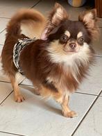 chihuahua reutje, Parvo, België, Particulier, Reu