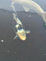 Kumonryu, Karper of Koi