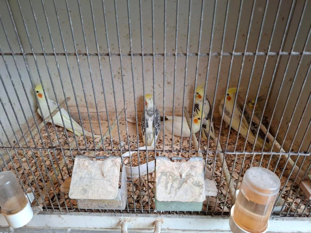 Valkparkieten in diverse kleuren, Dieren en Toebehoren, Vogels | Parkieten en Papegaaien, Meerdere dieren, Parkiet, Geringd