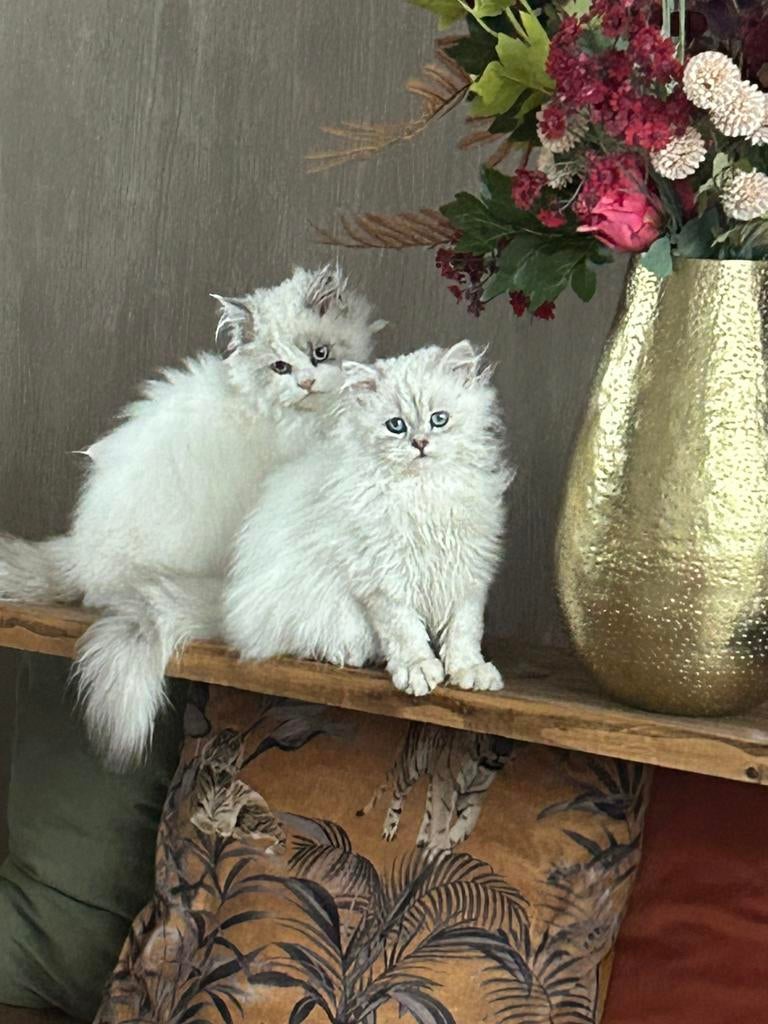 Prachtige langhaar katten ragdoll zkn nieuwbaasje, Poes, Ontwormd