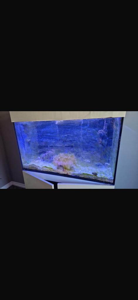 Red sea reefer 250, Dieren en Toebehoren, Ophalen of Verzenden, Gevuld zeewateraquarium