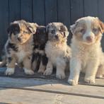 Schitterende Australian shepperd pups, Dieren en Toebehoren, Parvo, 8 tot 15 weken, Meerdere, Meerdere dieren
