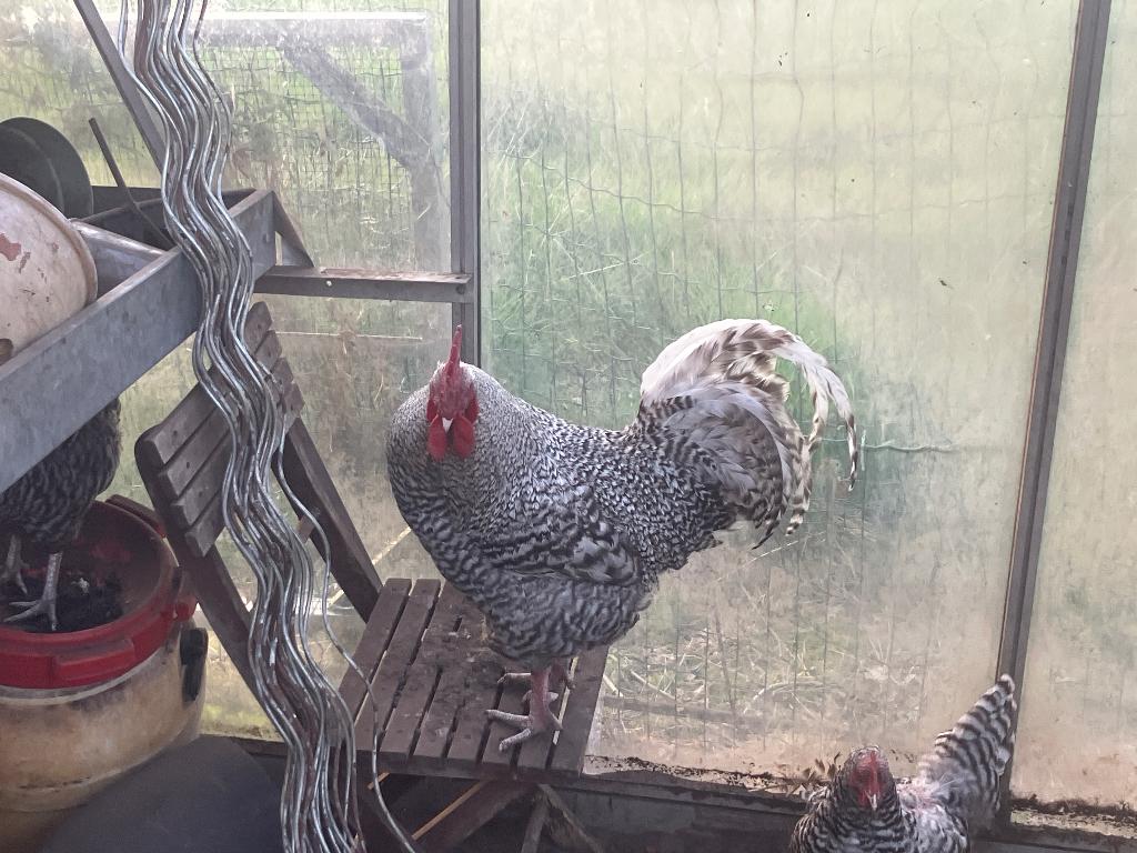 Noord Hollandse blauwe, Mannelijk, Kip