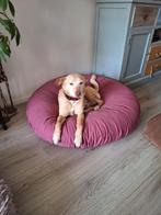 Kiko zoekt een lief gezin, 6 jaar of ouder, Reu, Parvo, Eén hond