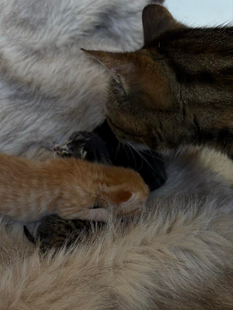 1 Mooie kitten te koop, Dieren en Toebehoren, Katten en Kittens | Overige Katten, Meerdere dieren, Kortharig, 0 tot 2 jaar