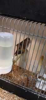 Vogels te koop, Dieren en Toebehoren, Meerdere dieren