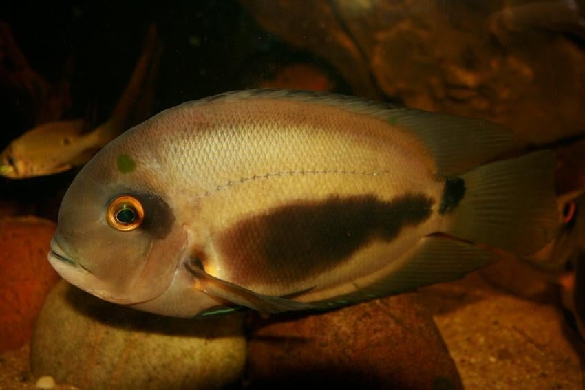 Zuid Amerikaanse Cichliden: Uaru amphiacanthoides, Dieren en Toebehoren, Vis, Zoetwatervis