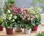Helleborus (kerstroos), exclusieve soorten, Ophalen of Verzenden, Winter, Vaste plant, Halfschaduw