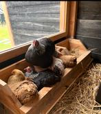 Broedeieren wyandotte mix, Ophalen, Nieuw, Overige typen