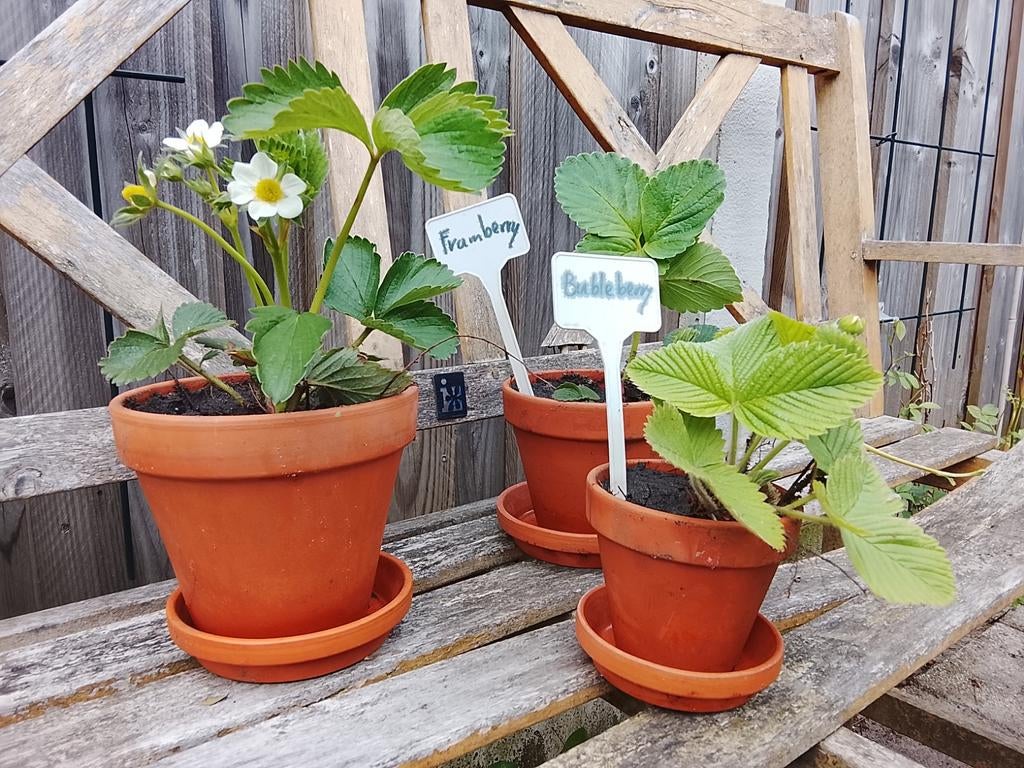Aardbeien set: Bubbleberry, Framberry & Gewone Aardbei, Tuin en Terras, Ophalen, Volle zon, Vaste plant, Fruitplanten