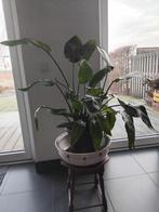 Stralitsia 1meter hoog, Ophalen, Halfschaduw