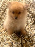 Te koop: 1 prachtige Dwergkees puppy (vrouwtjes), Keeshond, 15 weken tot 1 jaar, Teef, Eén hond