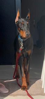 Dobermann teefje 8 maanden., Dieren en Toebehoren, Particulier, 15 weken tot 1 jaar, Overige rassen, Buitenland